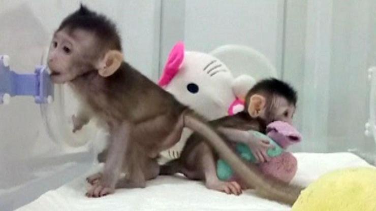 Çinliler maymun klonladı