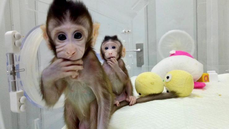 Çinde ilk kez maymun klonlandı