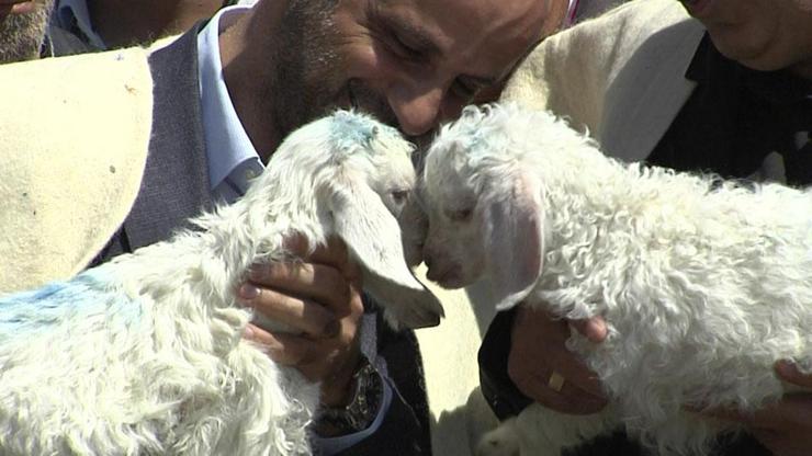 Çiftçiye yeni proje: 300 damızlık koyun, asgari ücret ve sigorta