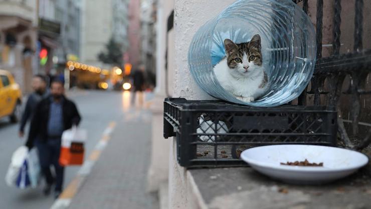 Reuters İstanbulun sokak kedilerini fotoğrafladı