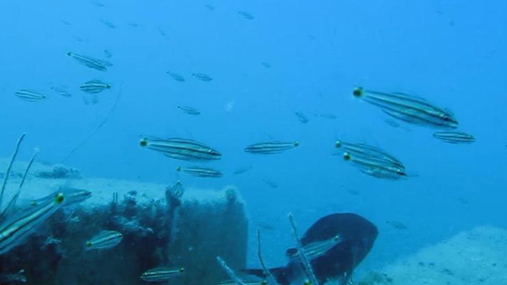Sadece Balon balığı değil, Kızıldenizden gelen 61 tür Akdenizi işgal etti