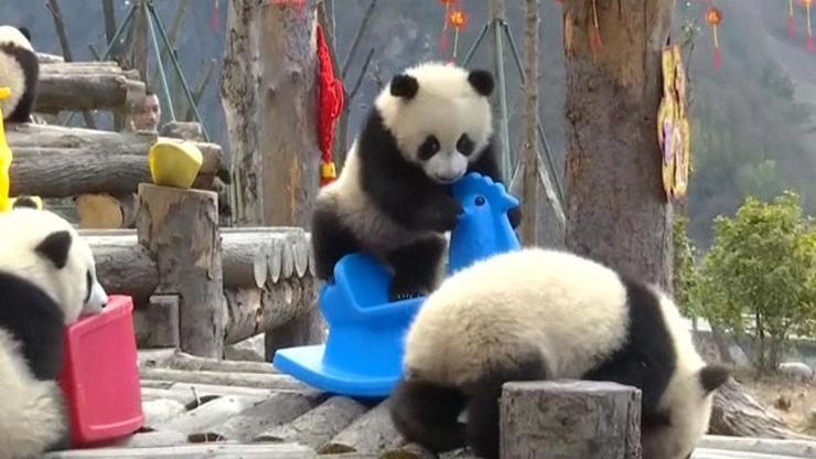 Pandalar Çin Yeni Yılını böyle kutladı