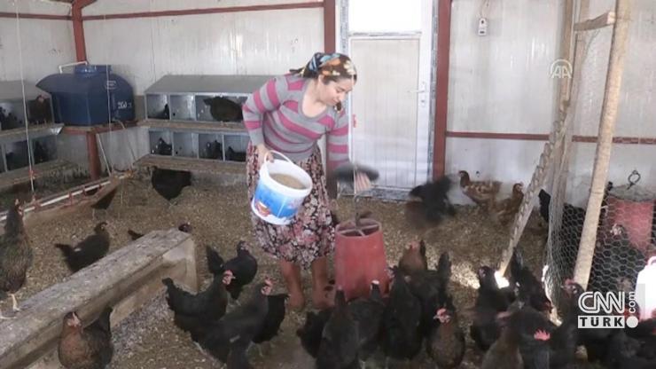 Ev hanımıydı kendi çiftliğini kurdu, ayda 10 bin yumurta satıyor