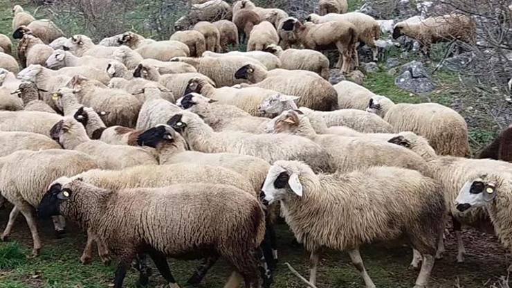 300 koyun projesinde başvurular başladı