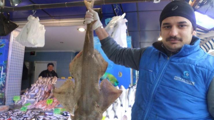 Balıkçıların ağına Marmarada camgöz takıldı