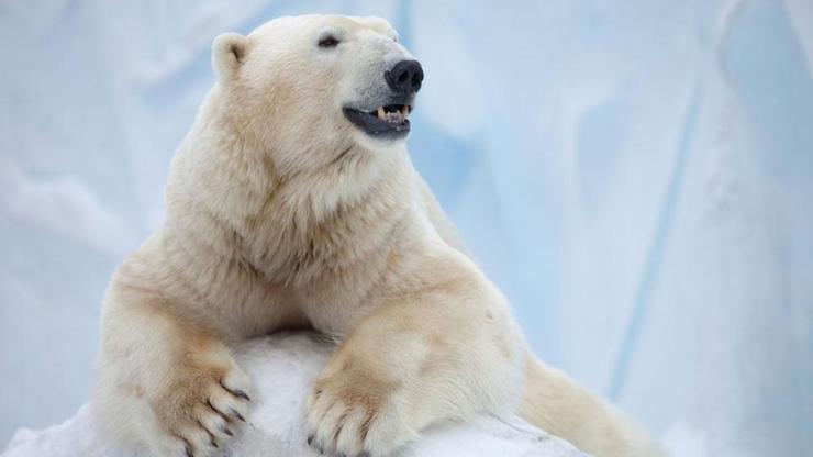 Kutup ayıları hakkında pek bilinmeyen gerçekler