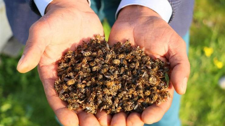 Adana’da toplu arı ölümleri