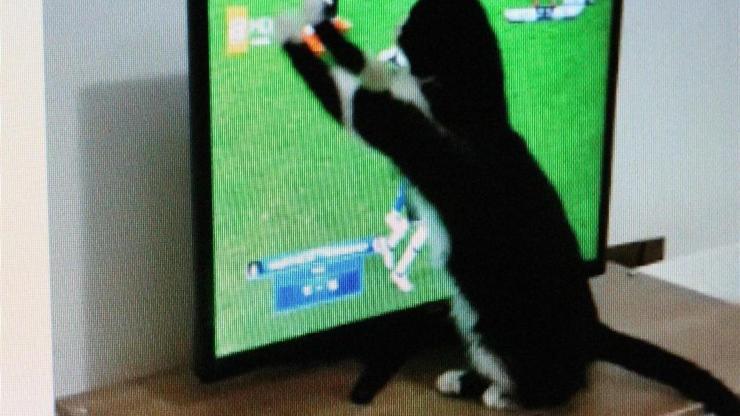 Fanatik kedi Feyyaz, Fenerbahçe-Beşiktaş derbisini böyle izledi