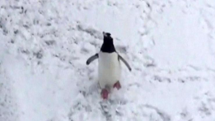 Kar gören masum penguen