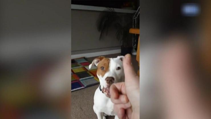 Duymayan köpek işaret dilini öğrendi