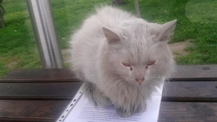 İzmirde durakta istenmeyen kedi viral oldu