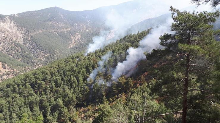PKKlı teröristler ormanı ateşe verdi