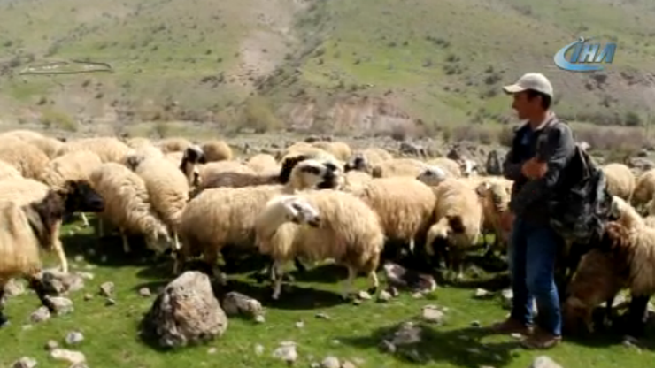 Ahmet Eşref Fakıbaba kayıtsız kalmamıştı. Sürü çobanı İzzet Hurmadan yeni açıklama