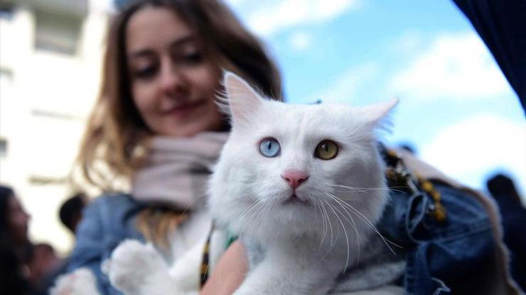 Sokakta bulduğu kedi güzellik yarışmasında birinci seçildi