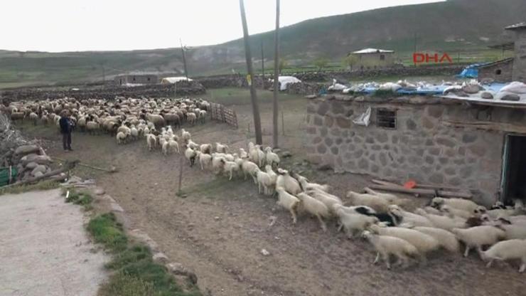 6 bin lira maaşla çalışacak çoban bulunamıyor