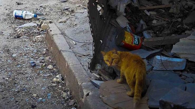 Suriyedeki sokak hayvanları için tıbbi malzeme yardımı