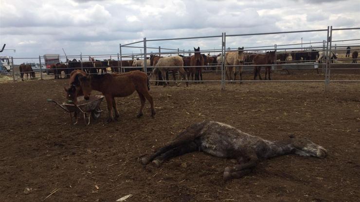 Konyadaki çiftlikte atlar ölüme terk edildi: 10u öldü, kalanları yetkililer kurtardı