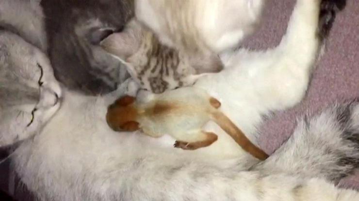 Anne kedi yavru sincabı evlat edinirse...