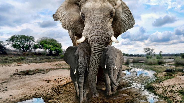 Yasa dışı avlanan 19 kişi filler tarafından öldürüldü