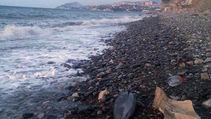 Zonguldakta kıyıya vurdu: Silahla vuruldu iddiası