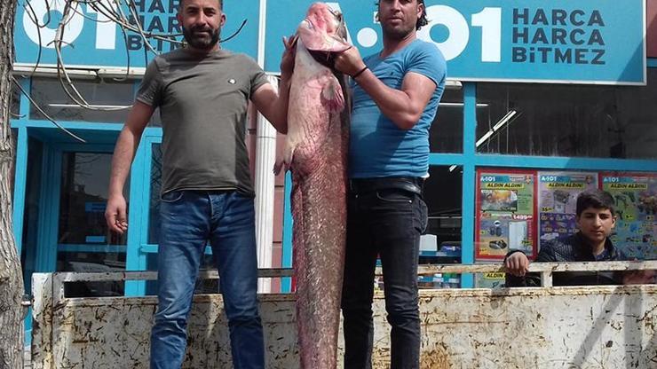 Balıkçıların oltasına dev yayın balığı takıldı