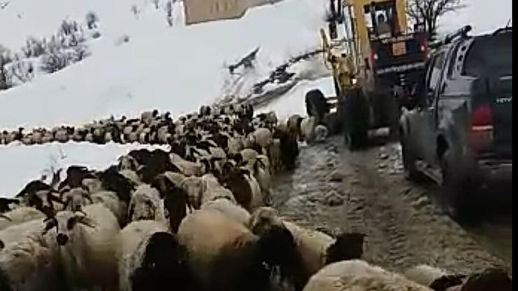 8 çoban ve 2 bin koyun dağda mahsur kaldı