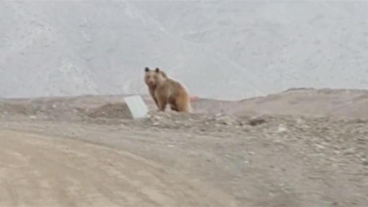 Kış uykusundan uyandı yollara düştü: Kirve kaçıyor