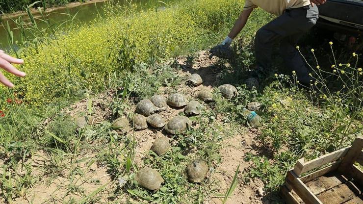 Tren yolunda mahsur kalan 73 kaplumbağa kurtarıldı