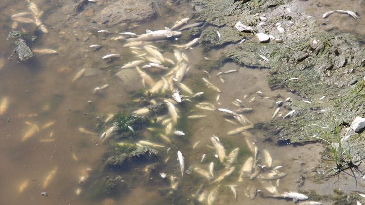 Yeşilırmakta toplu balık ölümleri