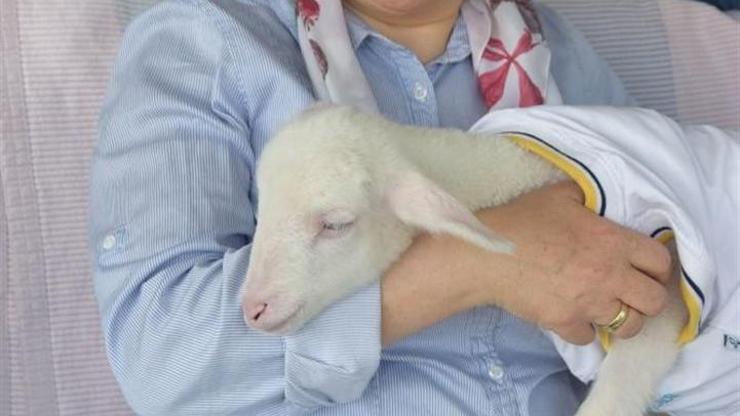 Garip adlı kuzuya bebekleri gibi bakıyorlar