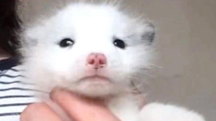 Köpek diye aldı bakın ne çıktı