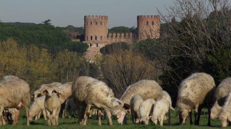 Roma’da parklardaki uzamış çimler ve yabani otlar koyunlara emanet