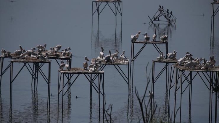 Tepeli pelikanlara yapay platformlu kuluçka desteği