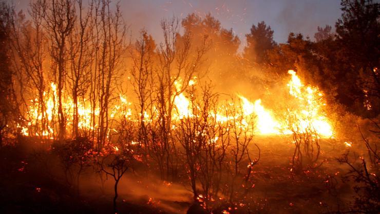 Muğladaki yangında 20 hektar alan zarar gördü.