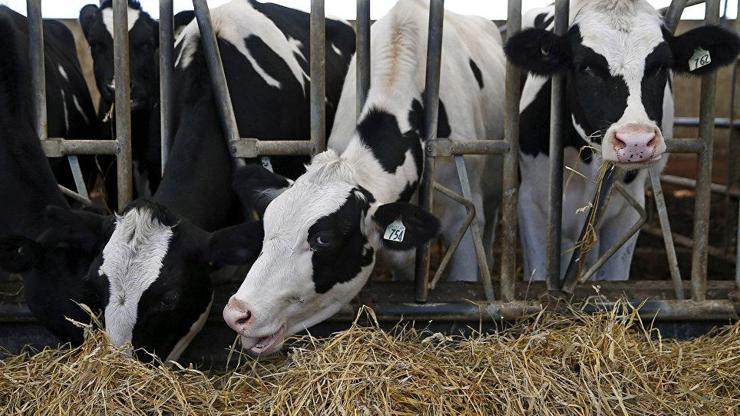 Toplanan inek sütü miktarı eylülde arttı