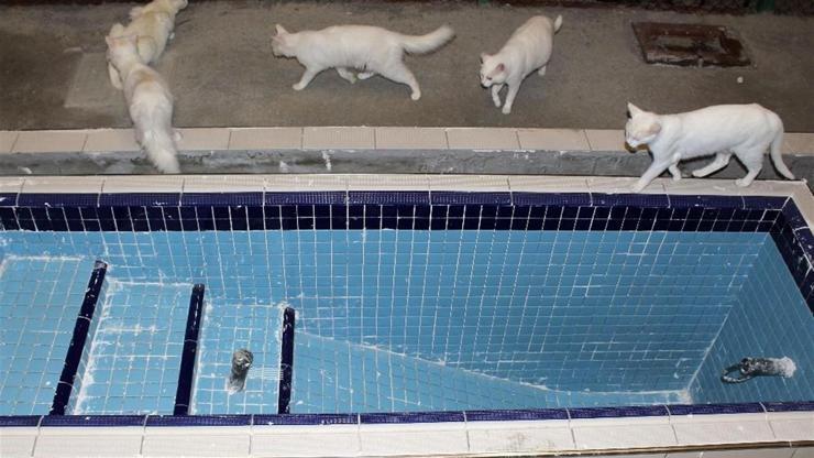 Van kedilerinin 5 yıldızlı konforu: Şimdi de yüzme havuzu yapılıyor