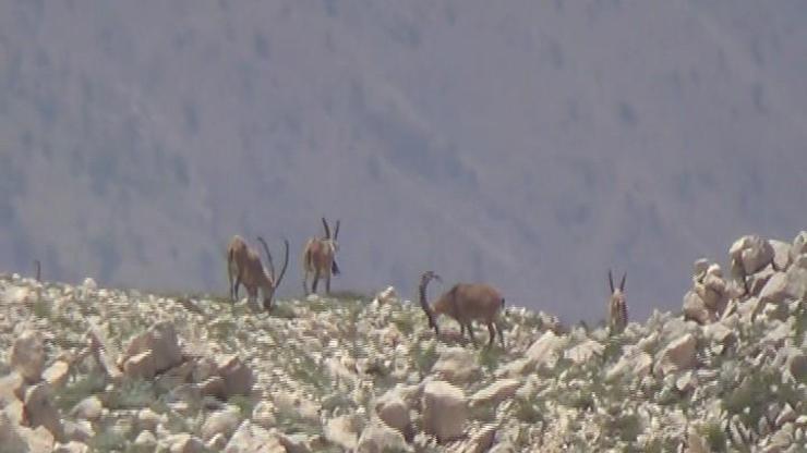 Dağ keçileri yavrularıyla birlikte görüntülendi