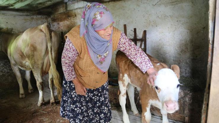Artvin’de korkutan hayvan ölümleri