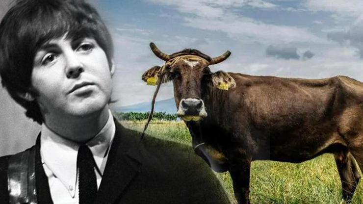 Kaçak ineği Paul McCartney kurtardı