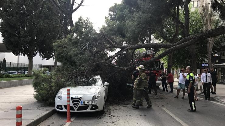 Park halindeki araçların üzerine ağaç devrildi