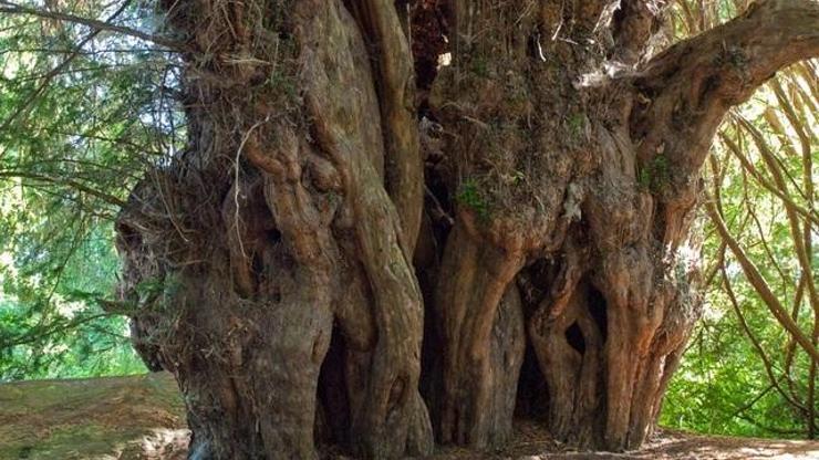 Dünyanın en yaşlı Porsuk Ağacı Zonguldakta
