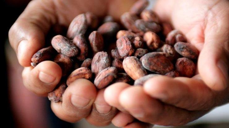 Kakao fiyatları gram altınla yarışıyor