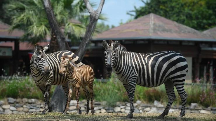 Bursa’da bir haftalık zebra yavrusu ilgi çekiyor