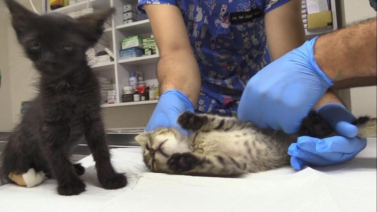 Yalovada iki yavru kedi arka ayakları kesilerek ölüme terk edildi