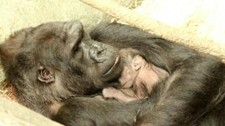 Bebek goril Ali dünyaya geldi