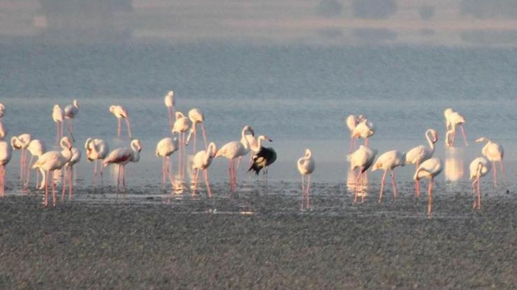Flamingoların tek sıra sabah yürüyüşü şöleni