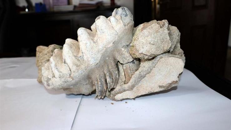 Yozgatta tarla süren çiftçi 9 milyon yıllık ’mamut’ fosili buldu