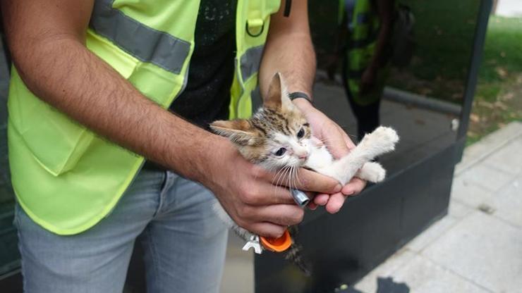 Mahsur kalan yavru kedi metronun duvarı kırılıp çıkarıldı
