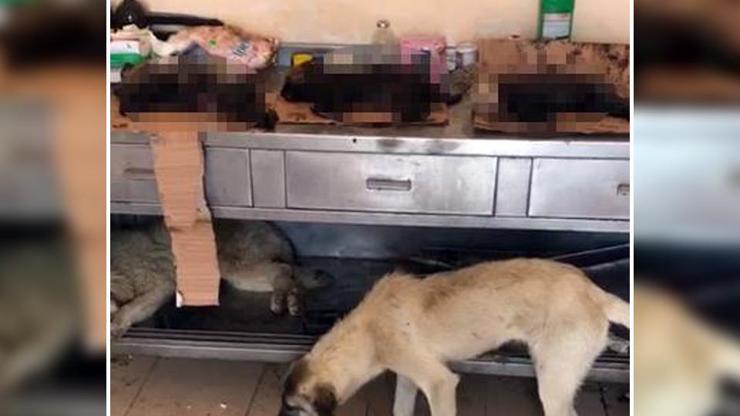 Köpekler açlıktan birbirlerini öldürüp yiyorlar