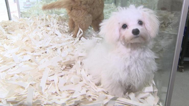 Köpekler depresyona girdi
